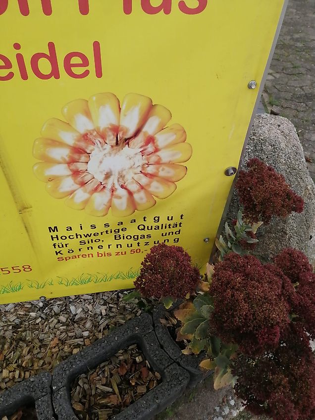 Amazone Amazone Amazone TL 401 Tiefenlockerer 450 cm Arbeitsbreite 6 Grubberstiele mit 75 cm Reihenabstand Arbeitstiefe bis über 100 cm mit Drehspindeln ideal für 75 cm Reihenkulturen zur Lockerung von Pflugsohlen Verdichtungen Frontgrubber Vorbaugrubber